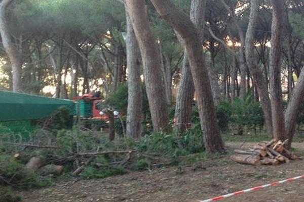 Pineta Marradi, riparte il taglio delle piante a Castiglioncello 