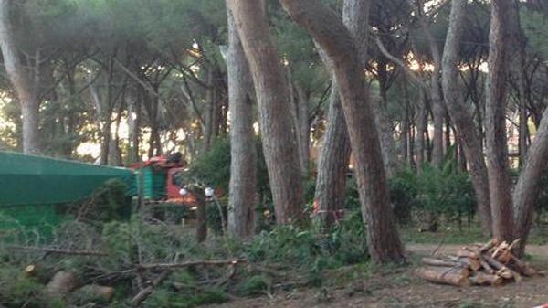Pineta Marradi, riparte il taglio delle piante a Castiglioncello