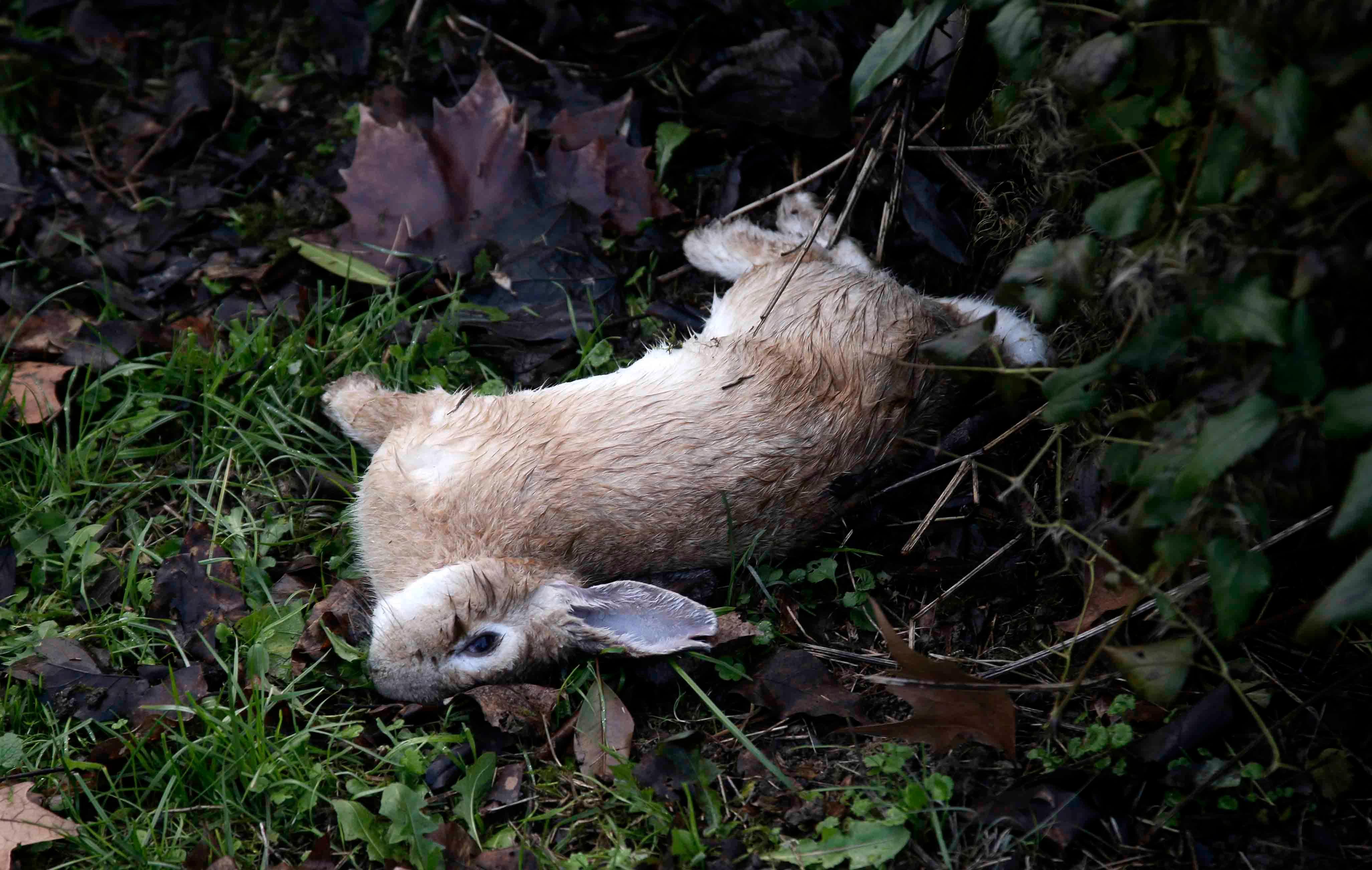 Strage di conigli nel parco "Il Diamante", si sospetta l'avvelenamento