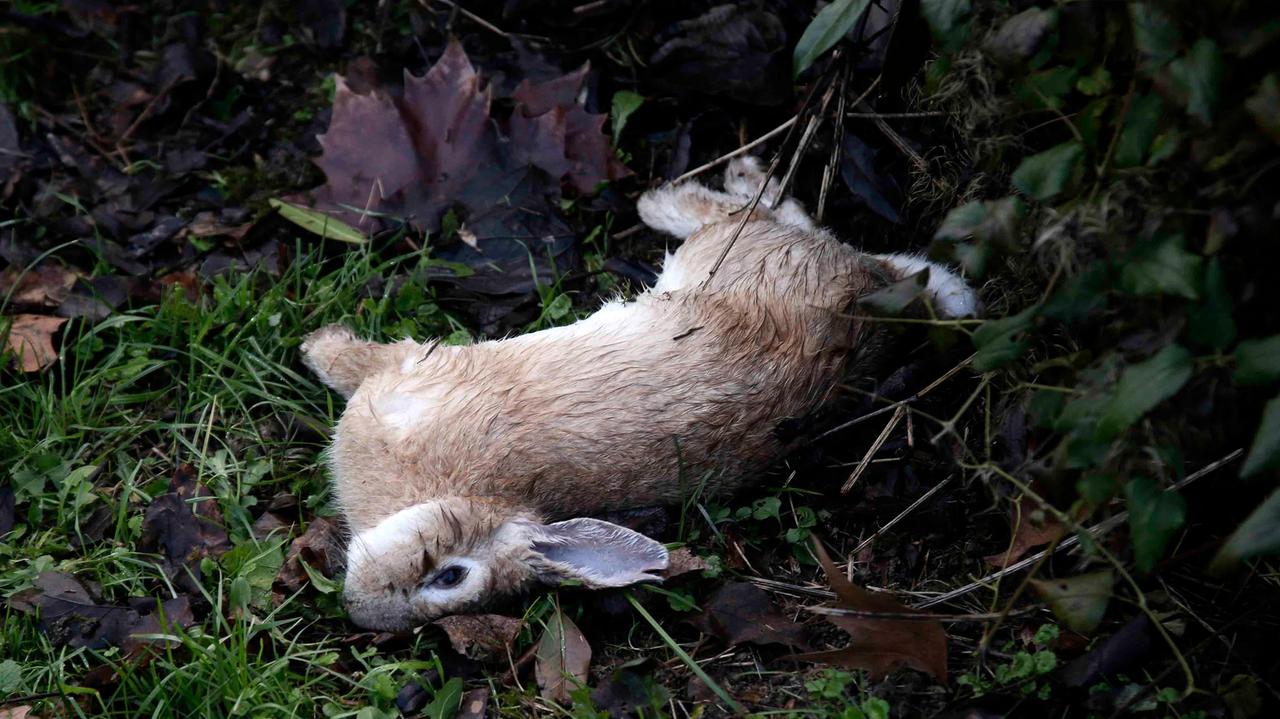 Strage di conigli nel parco "Il Diamante", si sospetta l'avvelenamento