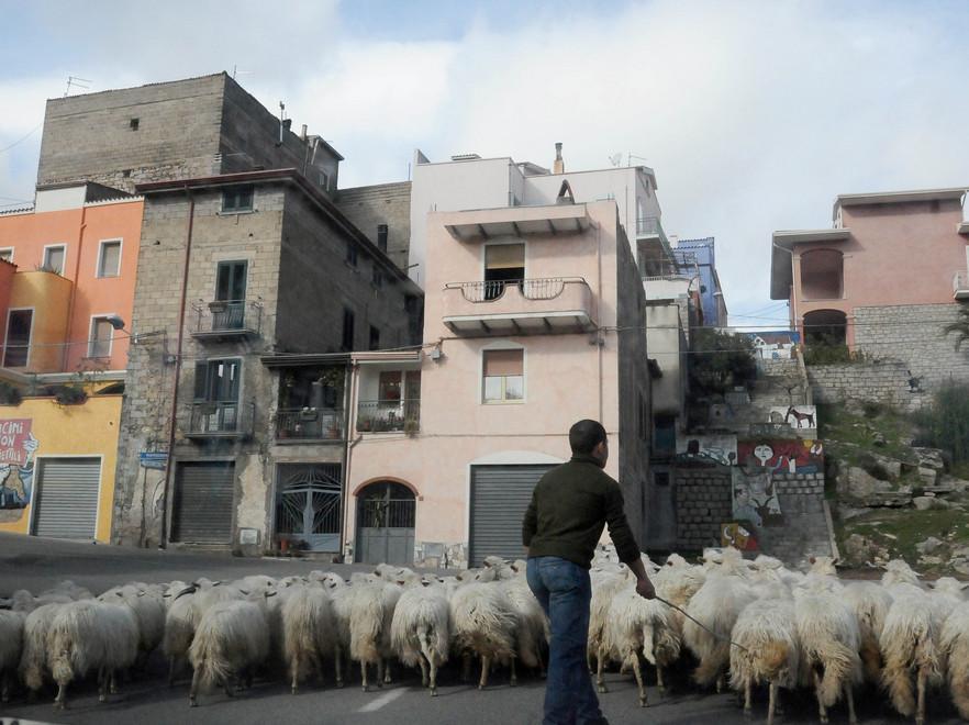 I Comuni si mobilitano sul prezzo del latte ovino 
