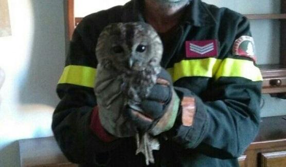 Incastrato nel caminetto, allocco salvato dai vigili del fuoco