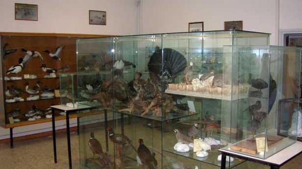 Ancora senza una sede il museo di Storia naturale