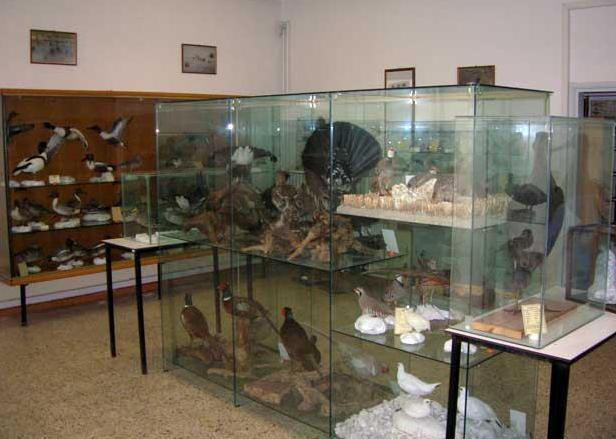 Ancora senza una sede il museo di Storia naturale 