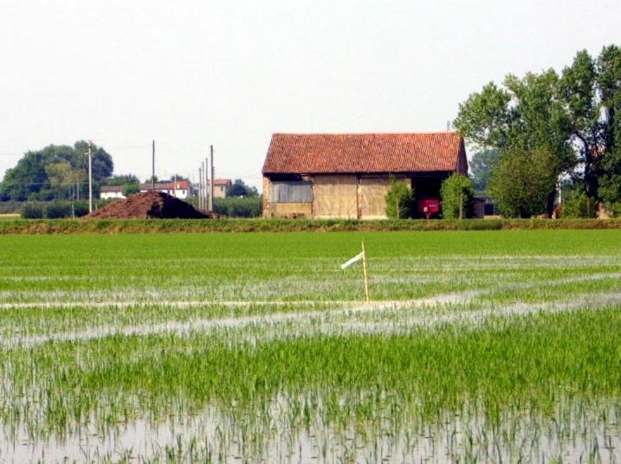 Il riso del Delta all’assalto dei mercati 