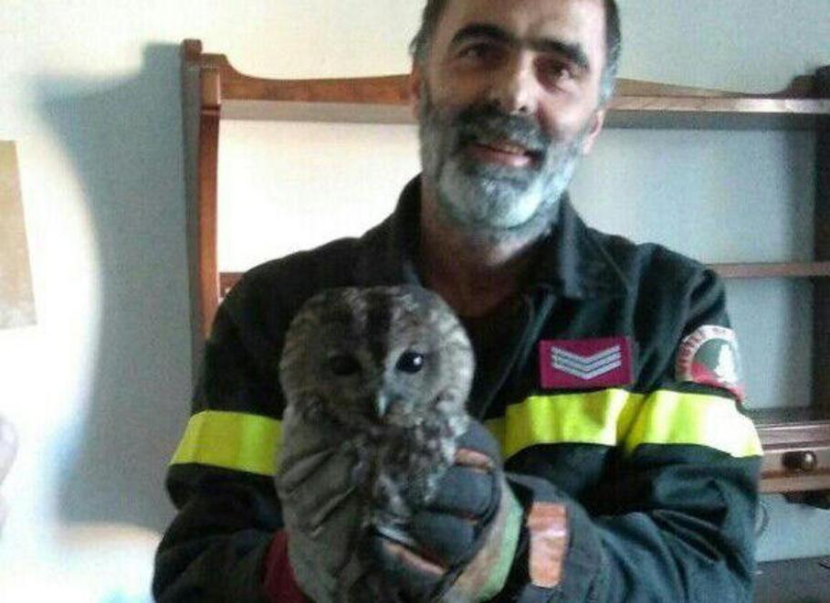 In trappola nel camino, vigili del fuoco salvano un allocco