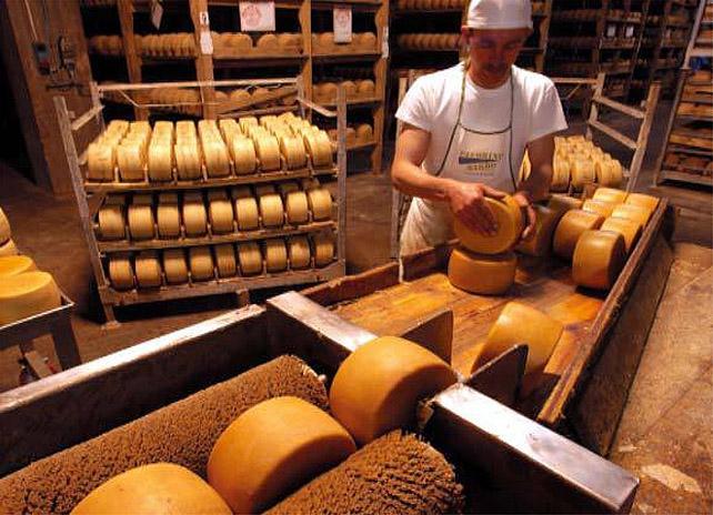 Latte, la svolta dell’Oilos: pastori e aziende ora si alleano