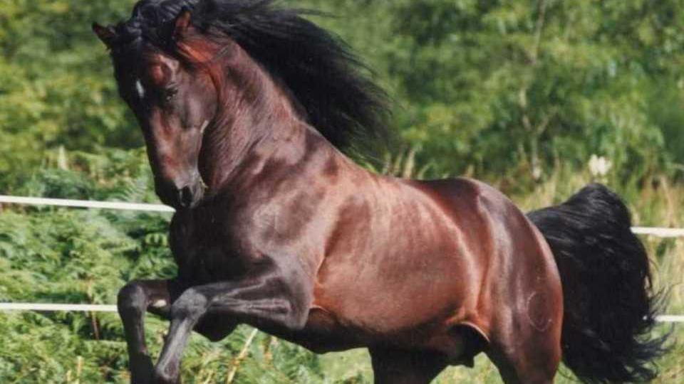 Presa a calci da un cavallo, 21enne finisce in ospedale