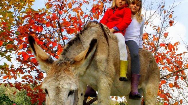 Dal presepe vivente del borgo di Marciana agli asinelli di Campo