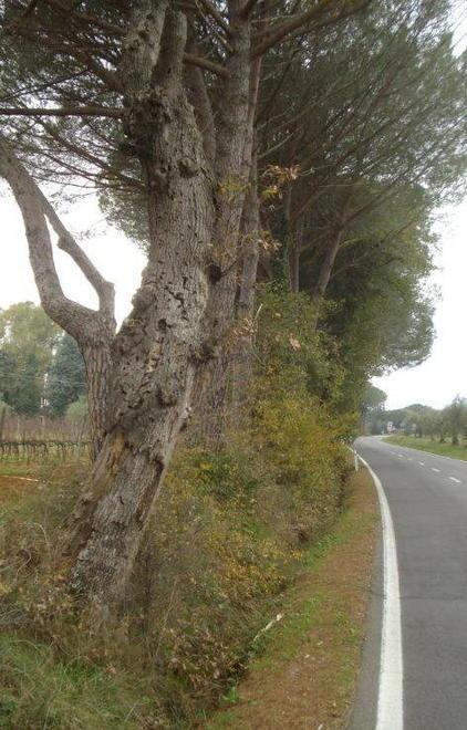 Una quercia minaccia gli automobilisti 