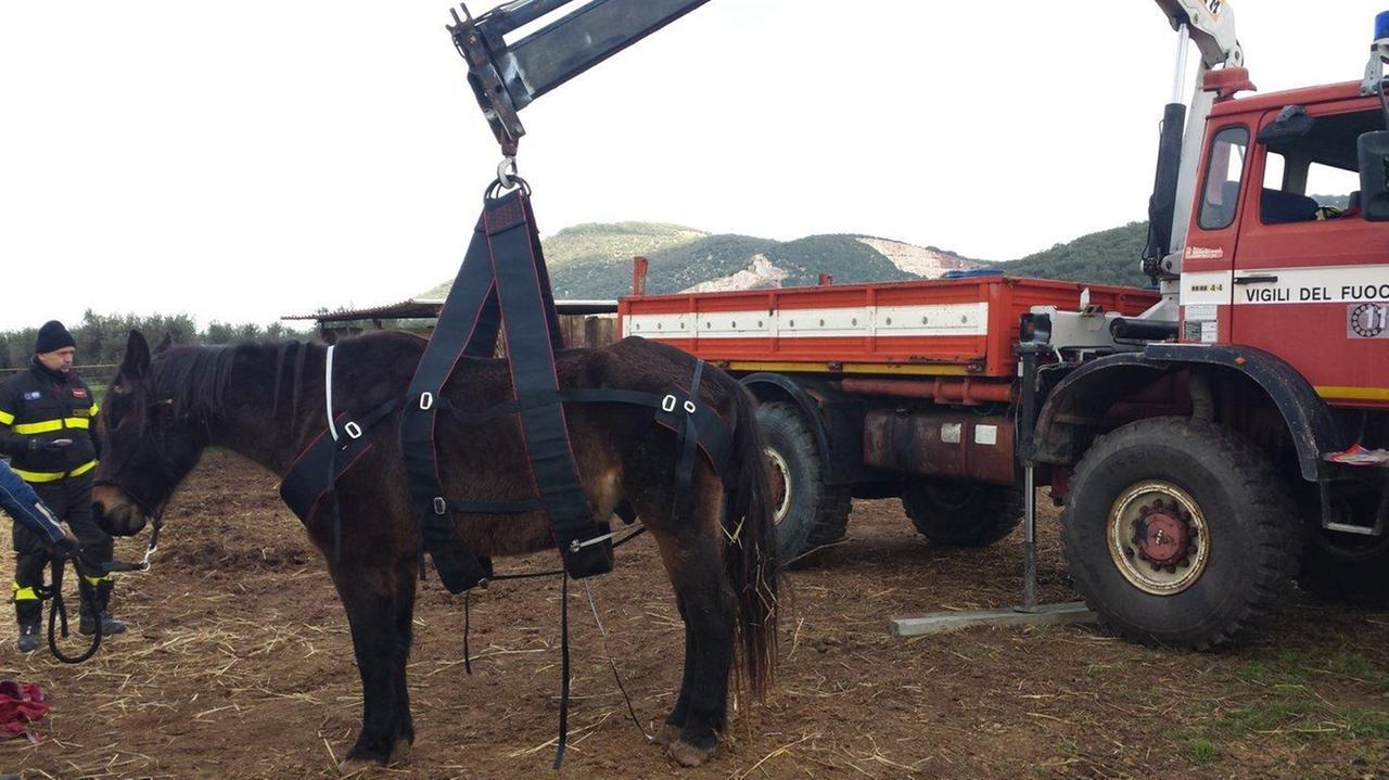 Un cavallo soccorso dai vigili del fuoco (foto d'archivio)