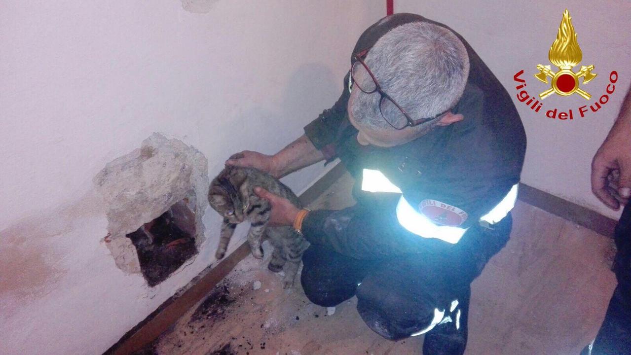 Gatto resta intrappolato nella canna fumaria, salvato dai vigili del fuoco