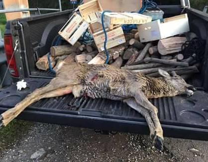 Cacciatori sparano a un capriolo e lo abbandonano in strada 