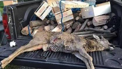 Cacciatori sparano a un capriolo e lo abbandonano in strada