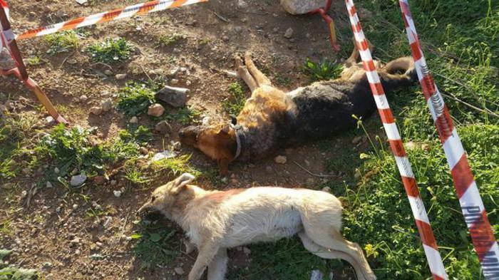 I cani uccisi a Mamuntanas (foto Roberto Gabrielli)