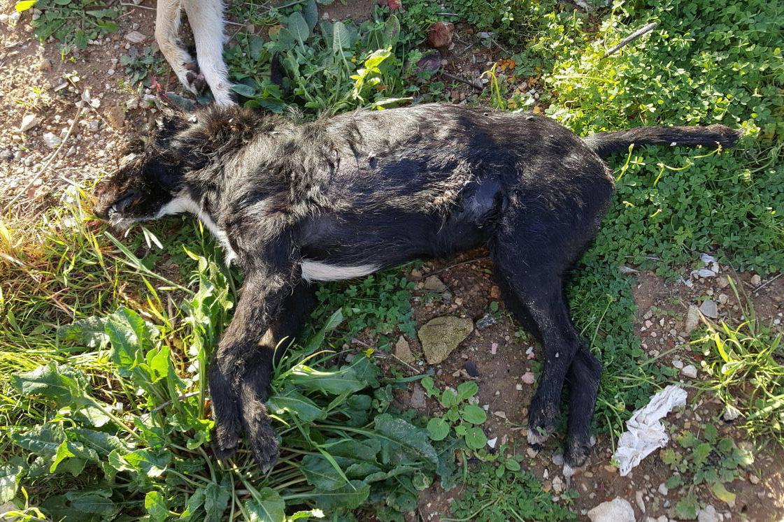 Uno dei cani uccisi a Mamuntanas 