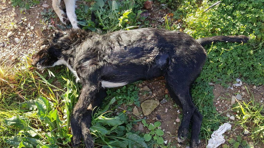 Uno dei cani uccisi a Mamuntanas