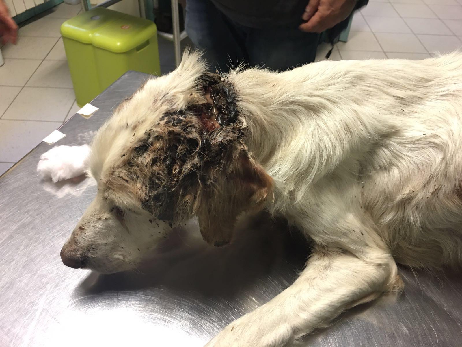 La cagnetta salvata a Solanas