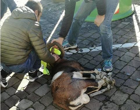 Vezzano, muflone recuperato in centro