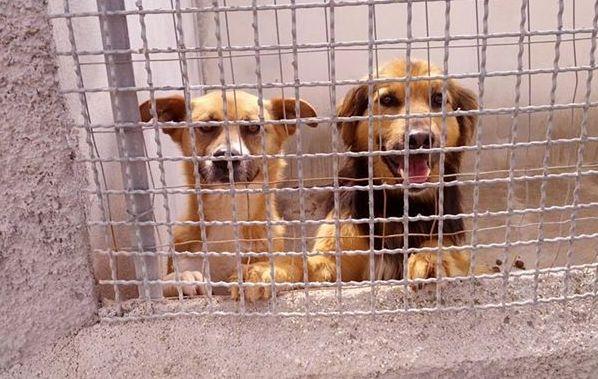 Il Comune incentiva l’adozione dei cani 