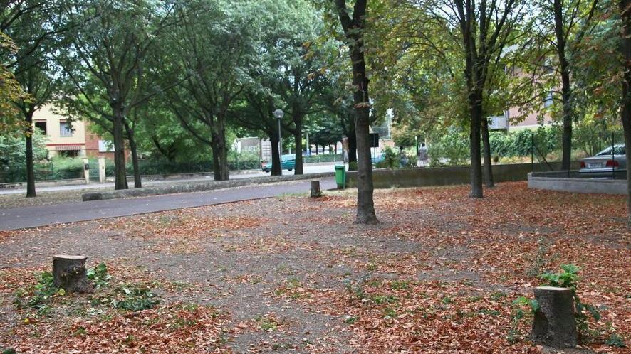Stato del verde in città, parte una petizione
