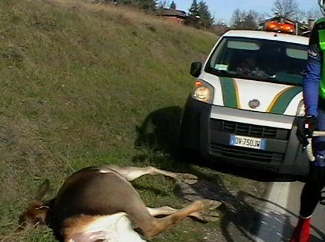 Investe una cerva e poi scappa 