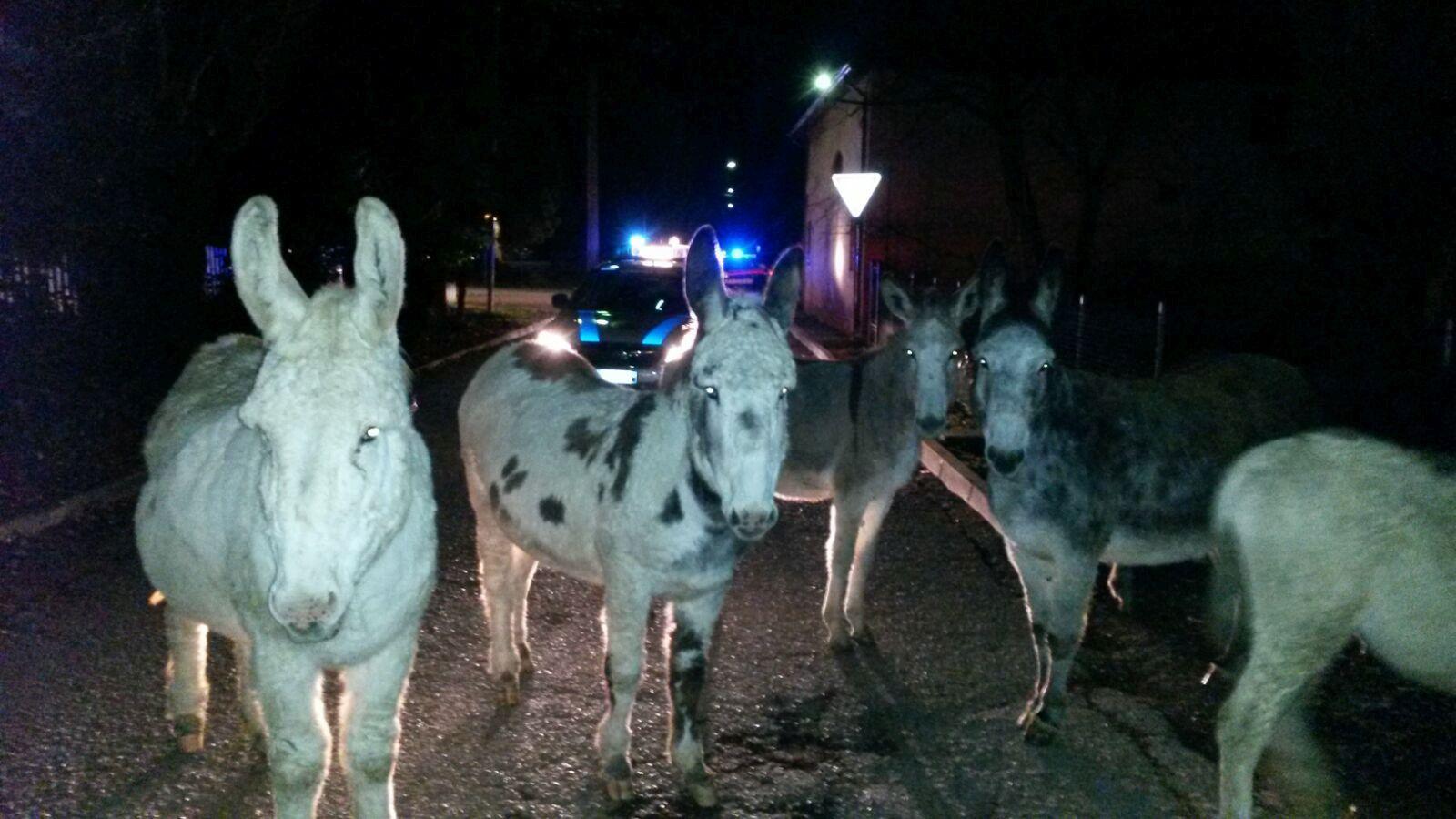 Reggio Emilia, carabinieri "mandriani" riportano gli asini alla stalla 