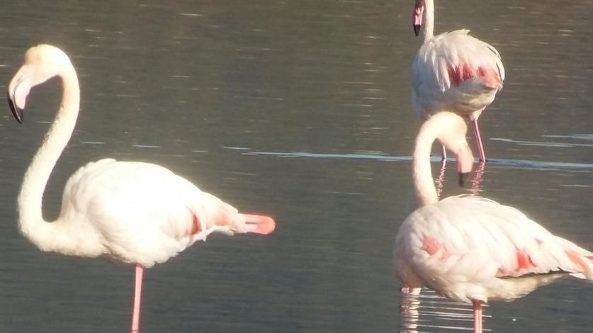 maremma »un natale di meraviglie
