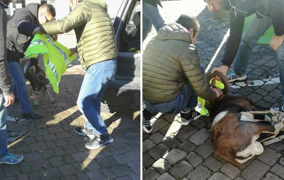 Muflone recuperato in centro 