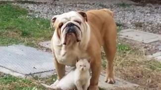 Gatta randagia e bulldog amici per la pelle