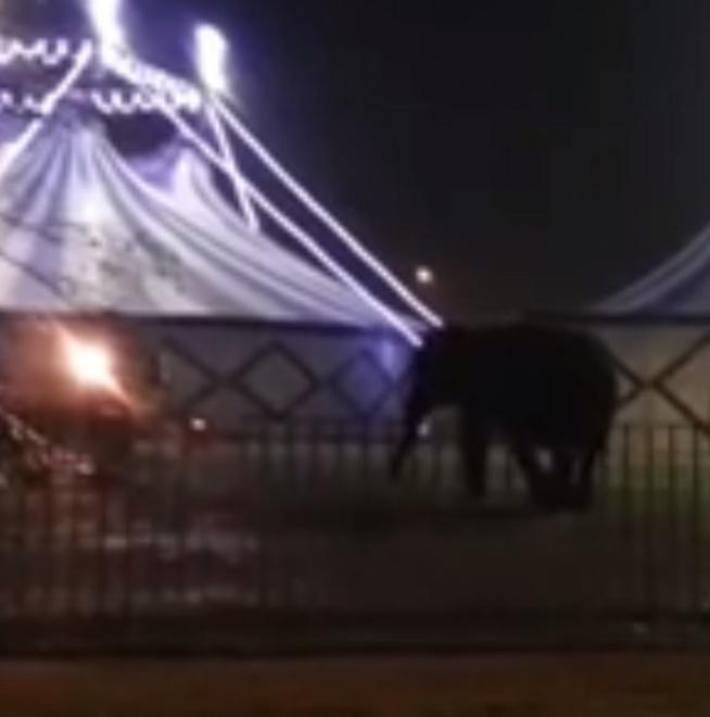 Elefante lasciato al freddo, sul web scatta la protesta