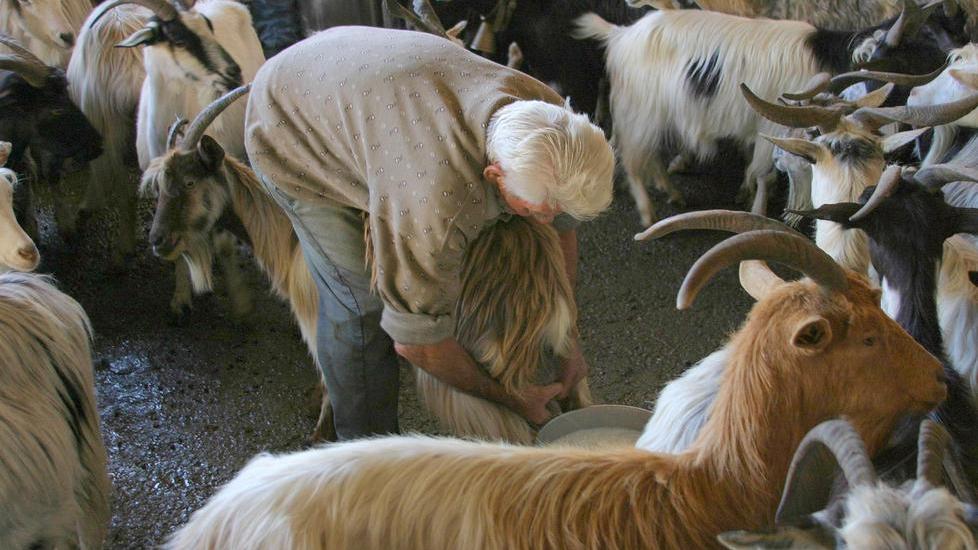 L’agroalimentare sardo non usa il web