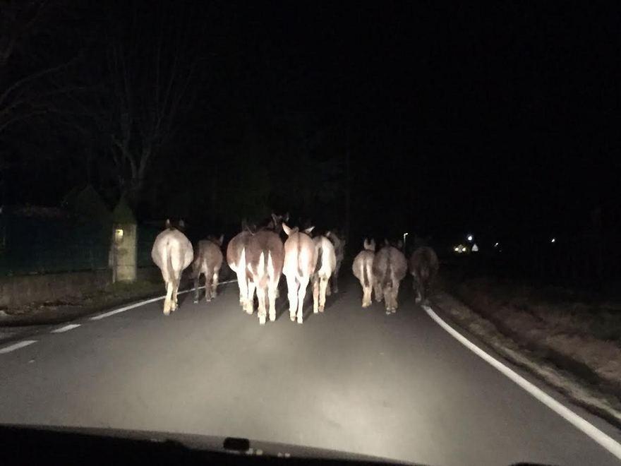 Carabinieri cowboy riportano a casa 17 asinelli in fuga 