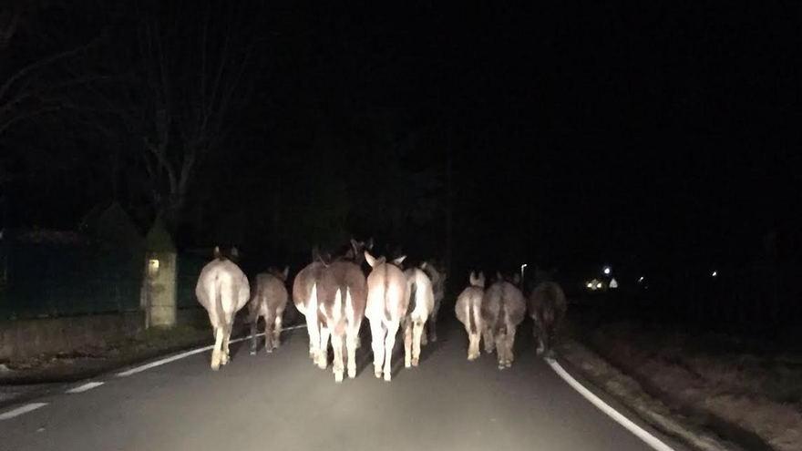 Carabinieri cowboy riportano a casa 17 asinelli in fuga