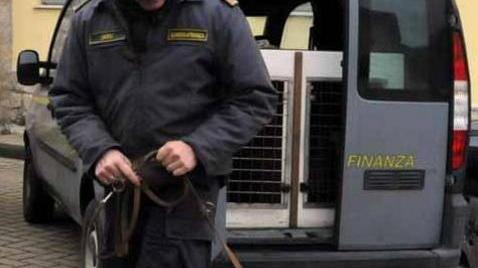 Mezzanotte annusa bene: arrestata spacciatrice a Massa