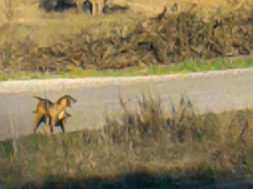«Affamata e piena di pulci, nessuno la cura» 