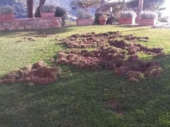 Danni da cinghiali, i cacciatori si smarcano 