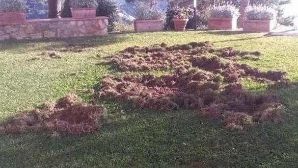 Danni da cinghiali, i cacciatori si smarcano