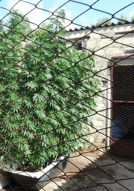 Cannabis, in aumento le coltivazioni in casa confiscate 1400 piante 