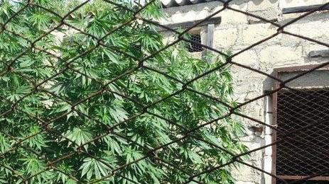 Cannabis, in aumento le coltivazioni in casa confiscate 1400 piante