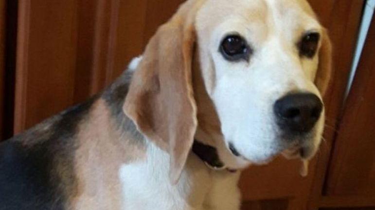 Appello per ritrovare la cagnolina Kori