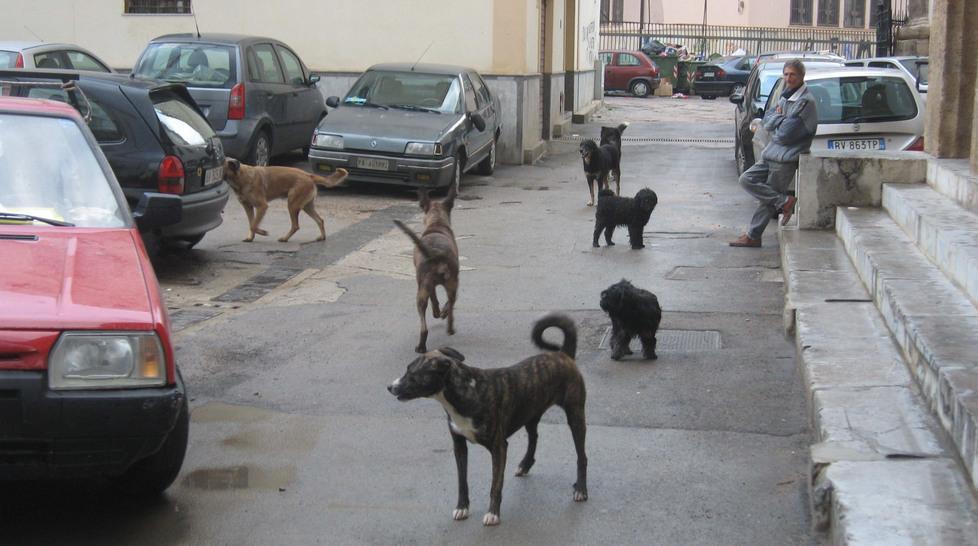 Randagismo, rinnovata la convenzione con Macomer