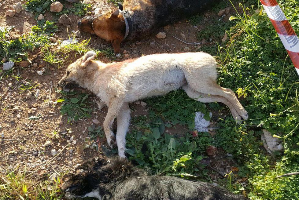 I tre cani di Mamuntanas avvelenati e finiti a fucilate 
