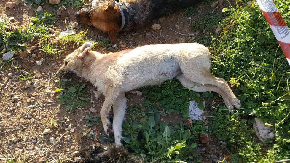 I tre cani di Mamuntanas avvelenati e finiti a fucilate 