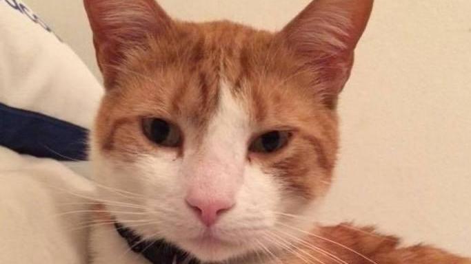 Tornato a casa Caio la mascotte del Rugby Reggio