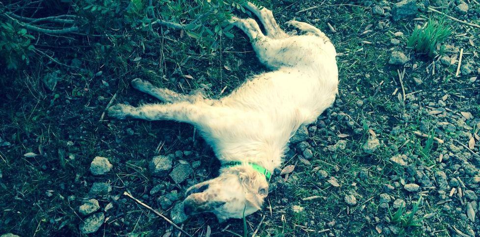 Strage di cani a Laerru con veleno per lumache 