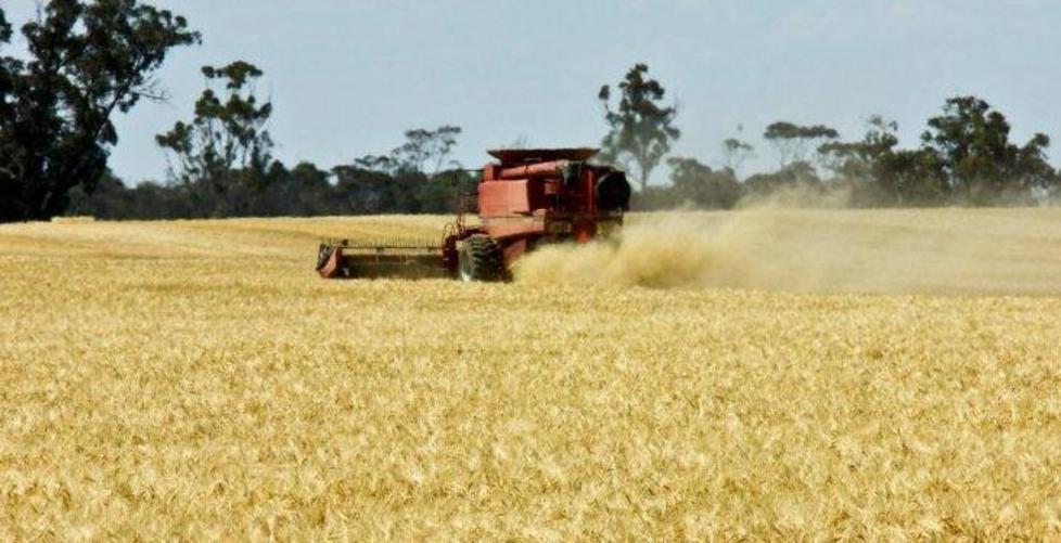 La crisi dei cereali affonda le aziende 