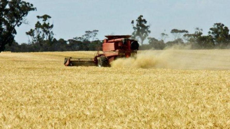 La crisi dei cereali affonda le aziende