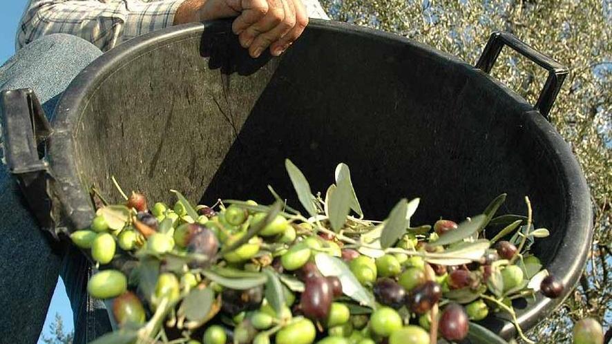 Castagneto prepara la Festa dell’olio nuovo
