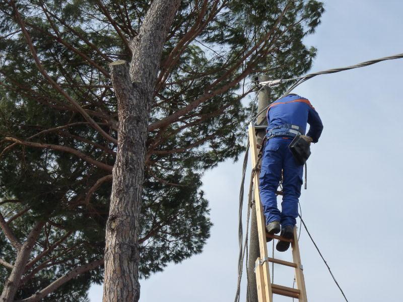 Albero cade sulla linea Enel ed è blackout a Vinacciano 